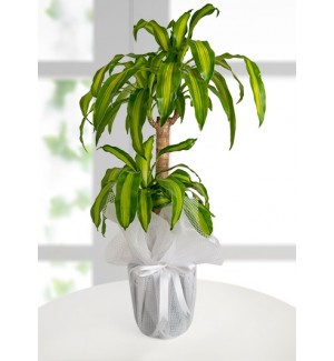 Dracena Massengena Canlı Saksı Çiçeği 2li