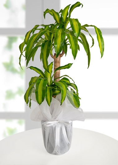 Dracena Massengena Canlı Saksı Çiçeği 2li