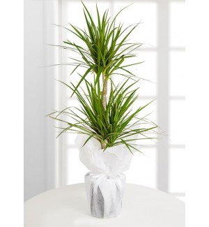 Dracena Marginata Saksı Çiçeği 2li
